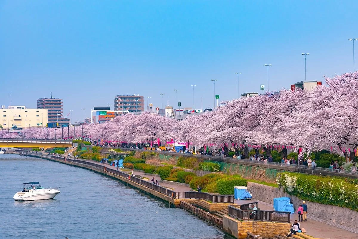 7天5晚 日本北海道 春花魅力の恋 樱花盛开自然美景 (2027) (THAI AIRWAYS)